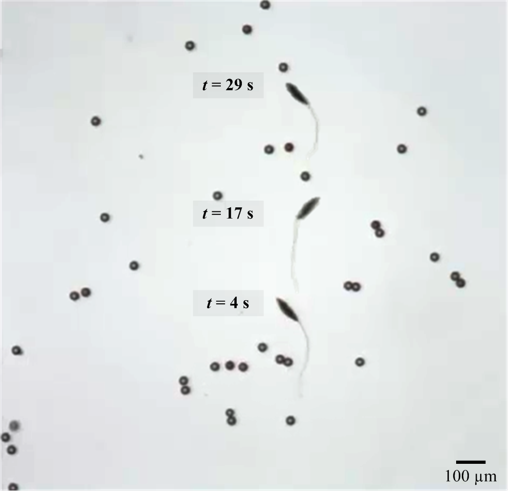 Characterization Of Flagellar Propulsion Of Soft Microrobotic Sperm In ...