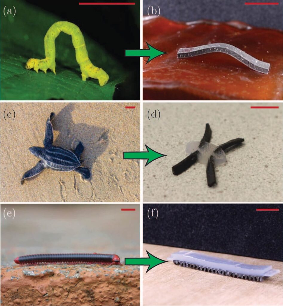 bioinspired soft robots Surgical Robotics Lab